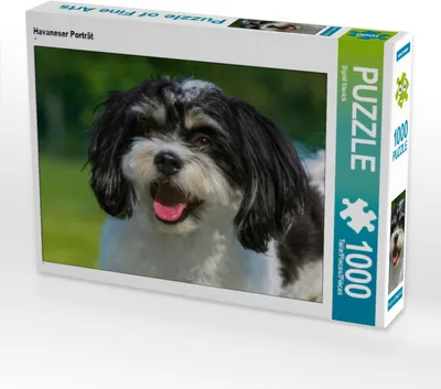 Produktbild von CALVENDO Puzzle Havaneser Porträt | 1000 Teile Lege-Größe 64x48cm Foto-Puzzle für glückliche Stunden