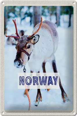 Produktbild von Blechschild Reise 20x30cm Norwegen Hirsch Winterzeit Schnee