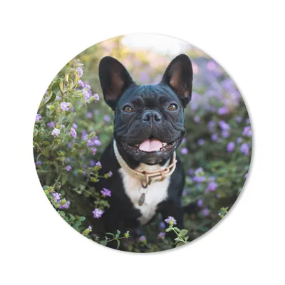 Produktbild von MuchoWow® Mauspad Mousepad Französische Bulldogge - Blumen - Lila 20x20 cm - Mousepads - Maus Mat - Pad - Mausunterlage - Schreibtischmatte