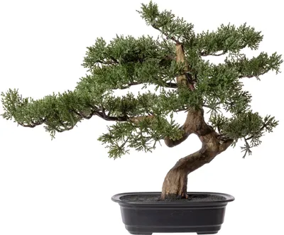 Produktbild von Kunstpflanze Bonsai Zeder Höhe: 40 cm grün
