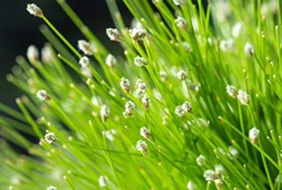 Produktbild von 6 x  Scirpus cernuus ( isolepis cernua) - Faserbinsen - Topf 9 x 9 cm