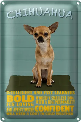 Produktbild von Blechschild Spruch 18x12cm Chihuahua Hund bold confident
