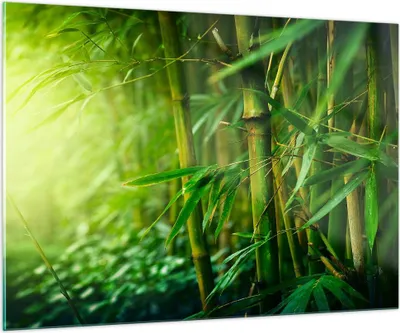 Produktbild von Bilder auf glas - Bambus Pflanze - 100x70cm - Glasbilder - Wandbilder - Kunstdruck - zum Aufhängen bereit - Wanddekoration aus Glas - Glas Bilder - Wandbild auf Glas - Einteilig - GAA100x70-3558
