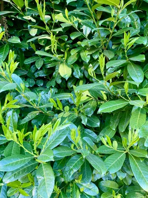 Produktbild von 10 x Portugiesischer Lorbeer - Prunus lusitanica 'Rotundifolia' | 30-50 cm wurzelnackt