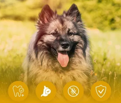 A dog sitting in a grassy field with icons at the bottom.