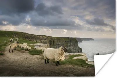 Produktbild von MuchoWow® Poster Schafe in Irland 60x40 cm - Schlafzimmerdekoration