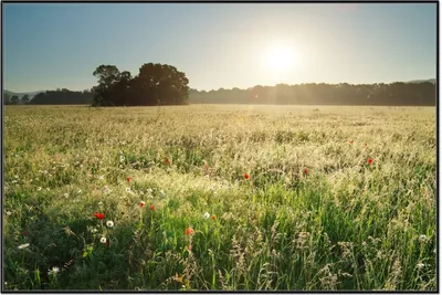 Produktbild von Wallario Wandbild Wiese im Licht der Abendsonne, Größe: 61 x 91,50 cm, Poster mit schwarzem Aluminiumrahmen