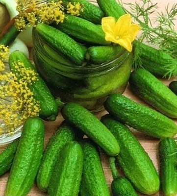 Produktbild von Uhorky Uhorka na nakladanie Othello bez horkosti tmavozelená Pestovateľské semeno