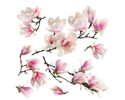 Produktbild von Wandtattoo Sakura 30 x 30 cm