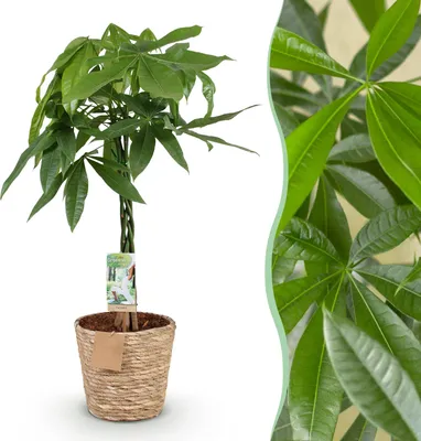 Produktbild von Green boutiQ - Zimmerpflanzen - Geflochtener Stamm Pachira Aquatica - Geldbaum - Wenig Pflege - mit Korb - Grün - 1 Pflanze - Topf 21cm - Höhe 80-90cm