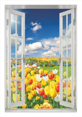 Produktbild von Wallario Wandbild mit Fenster-Illusion: Tulpenwiese unter blauem Himmel, Größe: 61 x 91,5 cm, Poster mit rahmenlosen Bildhalter