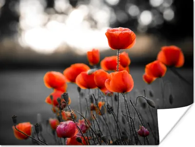Produktbild von MuchoWow® Poster Rote Mohnblumen vor schwarzem und weißem Hintergrund 80x60 cm - Kunst für zu Hause