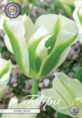 Artikelbild 2 von 'Tulpe Spring Green (7 Stück)' aus der Kategorie Tulpenzwiebeln