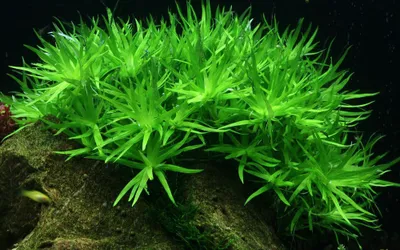 Produktbild von Aquarium Pflanze Heteranthera zosterifolia Tropica Nr.096 TC in Vitro