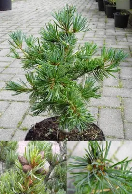 Produktbild von Pinus parviflora Pentaphylla Glauca - Bonsaiartige blaue Mädchenkiefer 30-40
