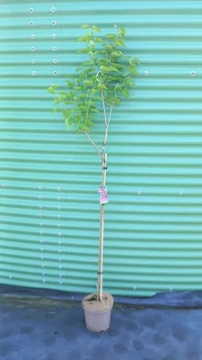 Produktbild von Syringa vulg. 'Michel Buchner' - Edelflieder | 100 cm im Topf