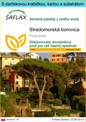 Obrázok produktu pre SAFLAX Darčeková sada - Stredomorská borovica - Pinus pinea - 6 Semená - S darčekovou krabičkou, prepravným štítkom, darčekovou kartou a pestovateľským médiom