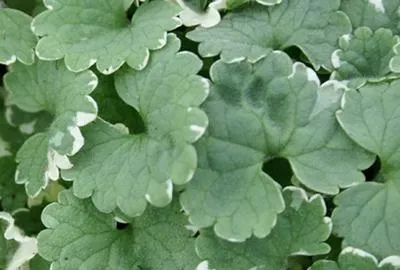 Image de 6 x Glechoma hed. 'Variegata' - Gundermann - Pot 9 x 9 cm