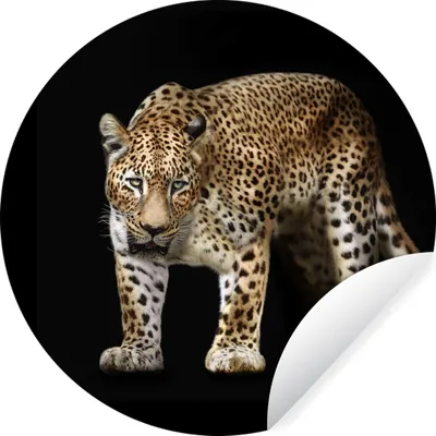 Produktbild von MuchoWow® Runde Wandtattoo - Wandsticker Tapete Aufkleber Leopard - Fell - Wild Ø 100 cm Selbstklebend und Repositionierbar - Wandaufkleber - Kreis - Tapetenkreis - Wandbild rund - Schlafzimmerdekoration - Wanddeko - runde Tapete - Kunst für zu Hause