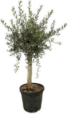 Produktbild von Olea Lorc - Olivovník - ↕180 cm - Ø40cm