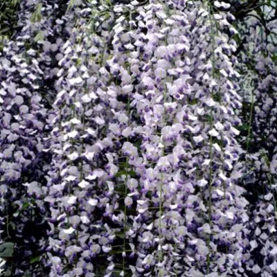 Obrázok produktu pre Vistéria kvetnatá – Wisteria floribunda 'Multijuga' | 50–60 cm v kvetináči