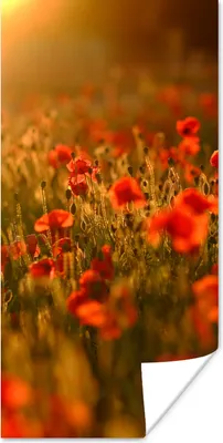 Produktbild von MuchoWow® Poster Orangefarbenes Leuchten über den Mohnblumen auf dem Feld 80x160 cm - Kinderzimmer