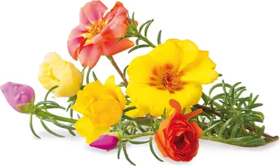 Produktbild von Click & Grow Click & Grow Smart Garden refill Moss Rose 3pcs