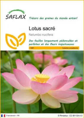 Image de SAFLAX  - Lotus sacré - 8 graines - Nelumbo