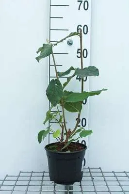 Produktbild von Viburnum lantana - Schneeball 50- 60 cm - Container
