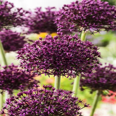 Zdjęcie produktu dla Allium Czosnek Ozdobny Miami 5 szt. Cebulki Kwiatowe Czosnki Ozdobne