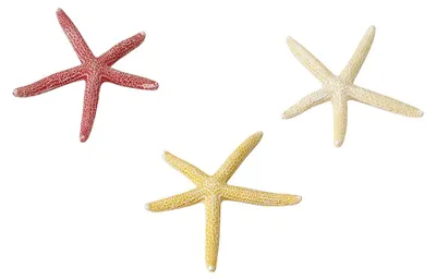 Productafbeelding van Aqua D'ella Zeesterren aquariumdecoratie assorti L