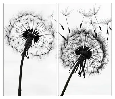 Produktbild von Spritzschutz Herdabdeckplatte Schneidebrett aus Glas Pusteblumen 2-Teilig (60x52cm)