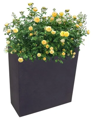 Image de Bac à fleurs anthracite Bac à fleurs Terrasse Protection visuelle 59,5x26,5cm