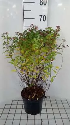 Produktbild von Spiraea jap. 'Dart's Red' - Brautspiere 25- 30 cm - Container
