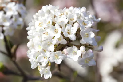 Produktbild von Viburnum carlesii 'Aurora', Duft-Schneeball, rosa-weiß, 40–60 cm