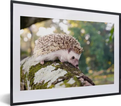 Produktbild von MuchoWow® MuchoWow® Gerahmtes Poster Baby - Igel - Baum 40x30 cm - Poster mit zchwarzem Bilderrahmen - Bilderrahmen - Poster im Rahmen