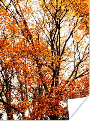 Produktbild von MuchoWow® Poster Wald - Herbst - Jahreszeiten 90x120 cm - Wohnzimmer