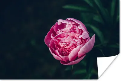 Produktbild von MuchoWow® Poster Blumen - Rosa - Rosen 180x120 cm - Fotoplakat