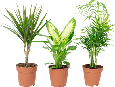 Produktbild von 3er-Set pflegeleichte Zimmerpflanzen Chamaedorea, Dieffenbachie, Dracaena - pflegeleichte Zimmerpflanze, Topf-Ø 10-12 cm