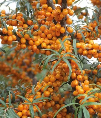 Immagine prodotto di Olivello spinoso Moskwiczka 2L