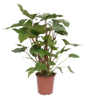 Produktbild von Homalomena Rubescens Maggy - 80-90cm - Ø24cm - Zimmerpflanze - Immergrün