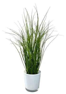 Produktbild von Künstlicher Grasbusch im weißen Glastopf ca. 55cm