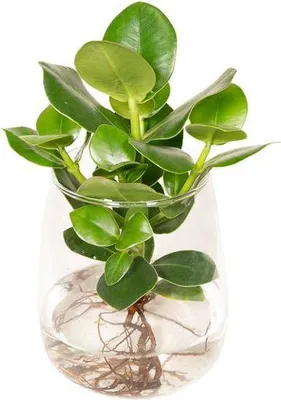 Zdjęcie produktu dla Jablon balsamowa (Clusia) - roslina doniczkowa uprawiana hydroponicznie w