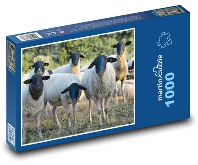 Zdjęcie produktu dla Puzzle 1000 Stado owiec na łące - martinpuzzle