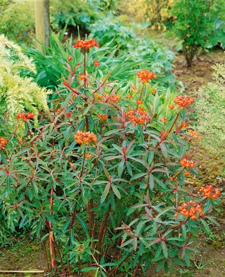 Produktbild von Euphorbia griffithii 'Dixter', Wolfsmilch, orange-rot, ca. 9x9 cm Topf