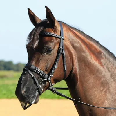 Produktbild von BUSSE Chránič nosních dírek Chránič na mouchy Black G-Pony/ VB