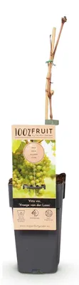 Immagine prodotto di Vitis vinifera "Vroege Van der Laan", pianta di vite da uva bianca