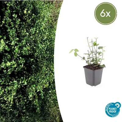 Zdjęcie produktu dla Euonymus fortunei 'Coloratus' | 6 sztuk - 10-25cm - Ø9cm - Roślina ogrodowa