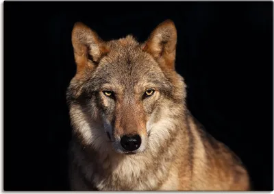 Produktbild von ARTland Leinwandbild Wolf Größe: 100x70 cm