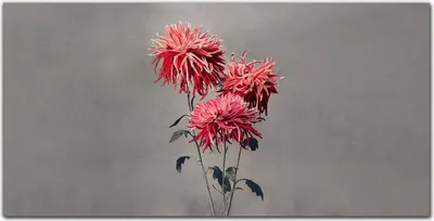 Produktbild von Coloray Küchenrückwand 140x70 Spritzschutz aus Glas - Blumen Pflanzen